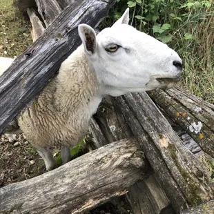 Sheep friend.