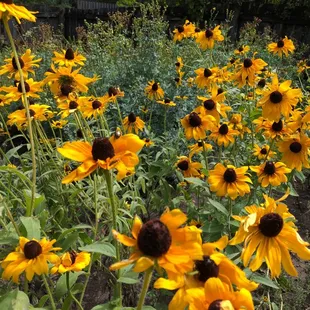 Flowers just outside the parking lot.