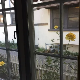 Yellow rose garden outside bedroom window - Belle Caruso