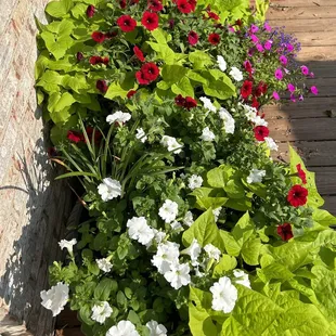 a row of colorful flowers