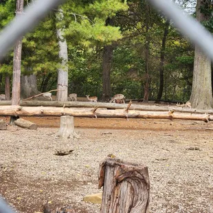 a black and white dog in a fenced in area