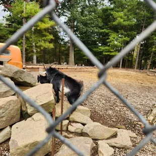 a goat standing on a rock wall