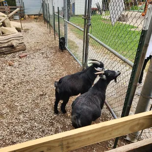 two goats in a fenced in area
