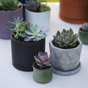 Vate Succulents