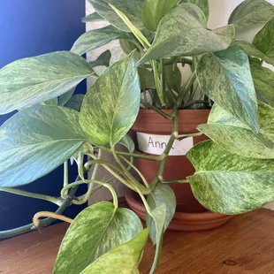 Anna the pothos