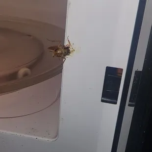 Roaches living and breeding in the microwave.