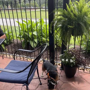 Our dog enjoying the patio seat