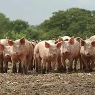 Hogs