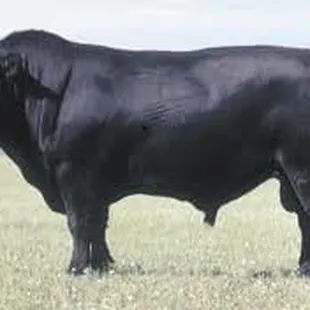 a black cow standing in a field