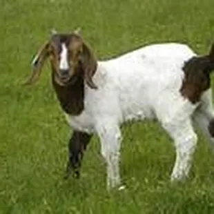 Goat