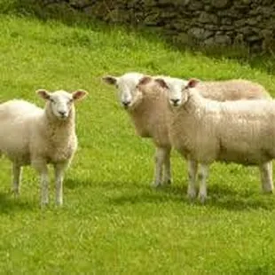 Sheep