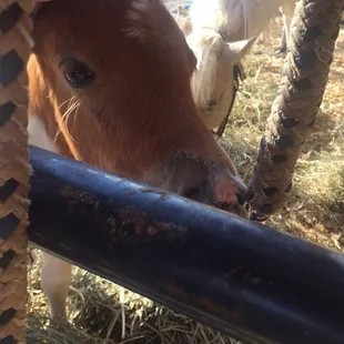 Miniture ponies at Alll American petting zoo