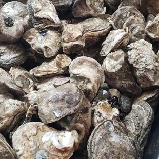 Oysters