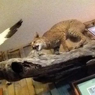 a cat and a bird on a branch