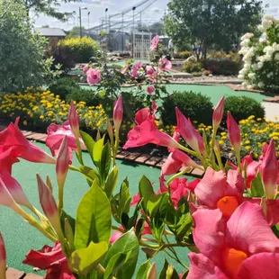 Flowers in bloom all around both mini golf courses!