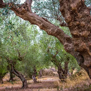 a grove of olive trees