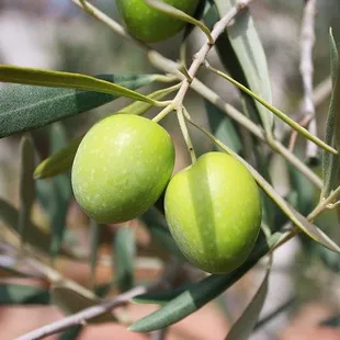 two green olives on a branch