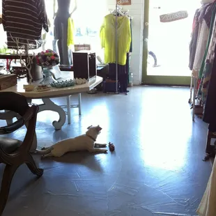 dog friendly