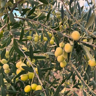 We are a proud California Olive Farmer