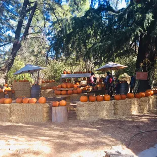 Mini pumpkin patch