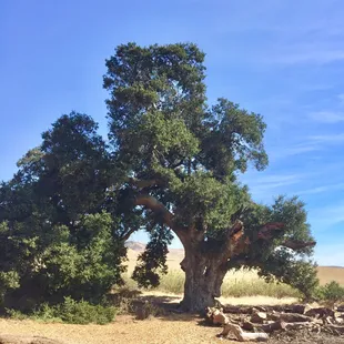 The 1100 year old tree on the premises