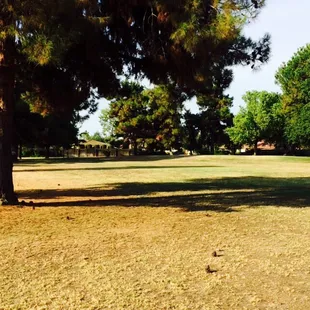 Plenty of grass and shady trees