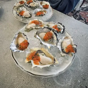 Oysters