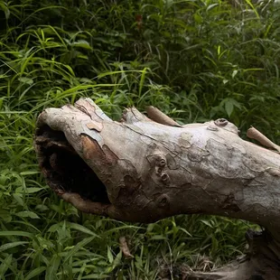 Very pretty. I had to lower the exposure to make it a little moody.