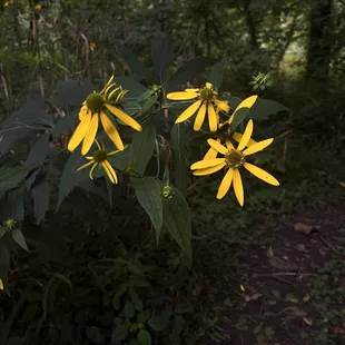 Large area near the water that has a ton of these