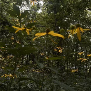 Moody flowers. Is it 2008 again?