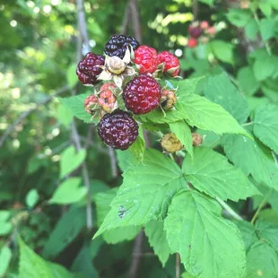 Wild raspberries