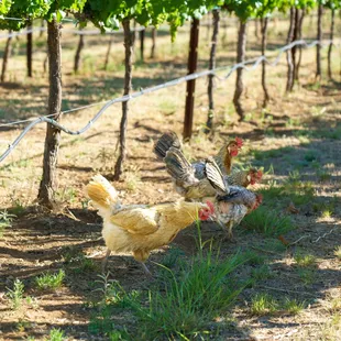 Vineyard chickens doing their job