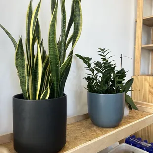 Decor