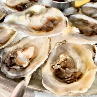 a platter of oysters