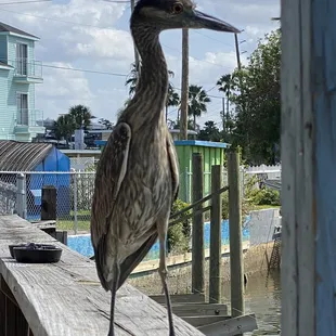 Visitor on the deck