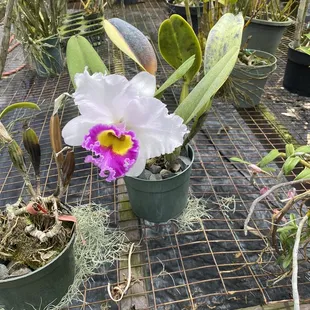 Me ka honi ala onaona