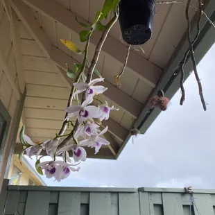 They surprised me and bloomed already!