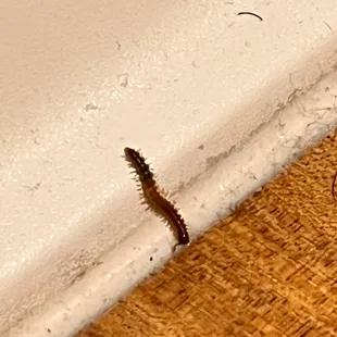 One of the many centipedes we have found