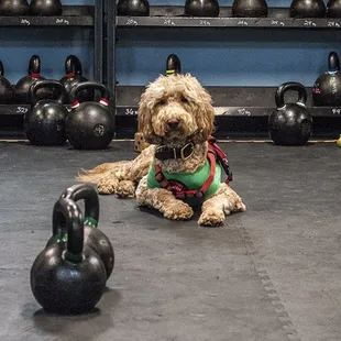 Christmas Gym Dog of the Month: Mr December is Benni Jones