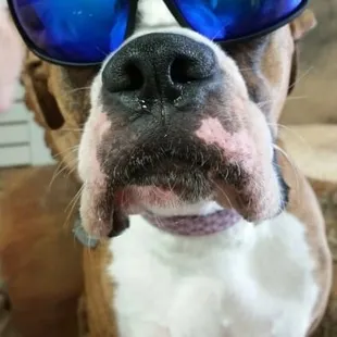 Izzy the store dog being cool!