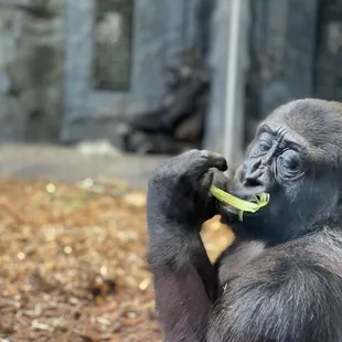 Gorilla having a healthy snack.