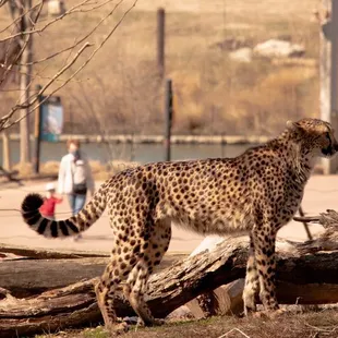 Cheetah