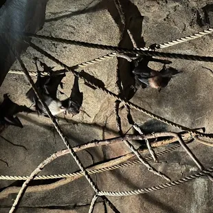 Bats