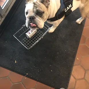 Store Dog