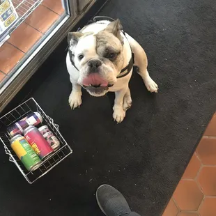 Correction: his name is Duncan. Always a nice bonus to see him in the store!