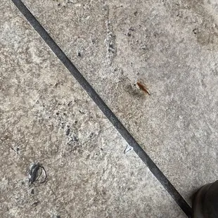 Infested with roaches for years. The last time I ate here it was in my food.