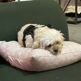 Millie the hardest working winery dog you ever met!