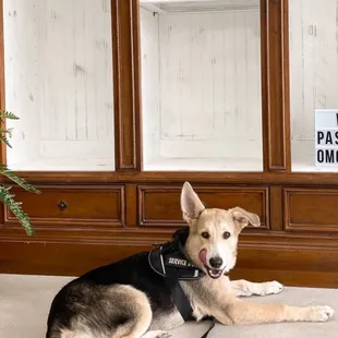 They let me in with my dog