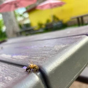 Bee eating omg squee