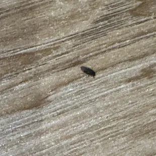 Fly by our food